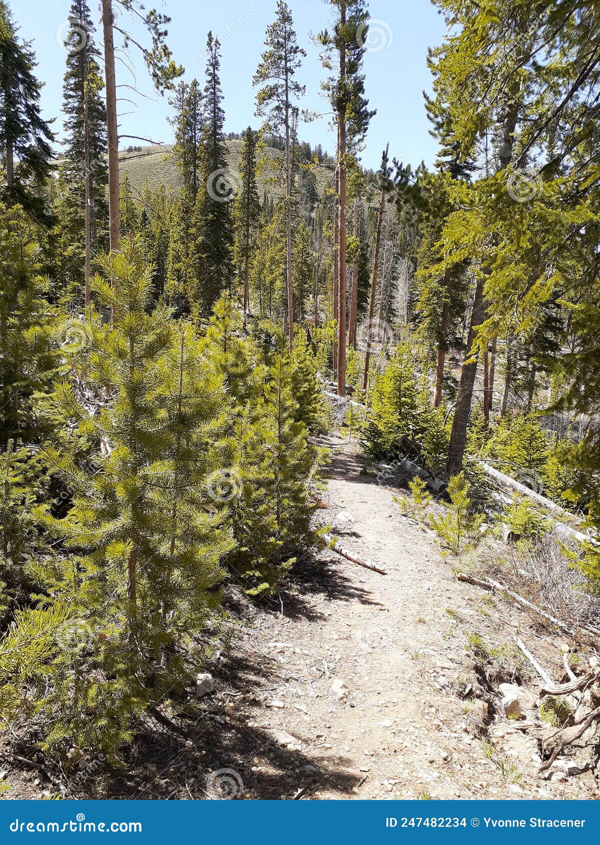Trails at Centennial Wyoming Medicine Bow National Forest Centennial