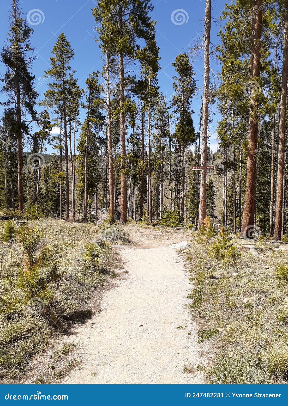 Trails at Centennial Wyoming Medicine Bow National Forest Centennial