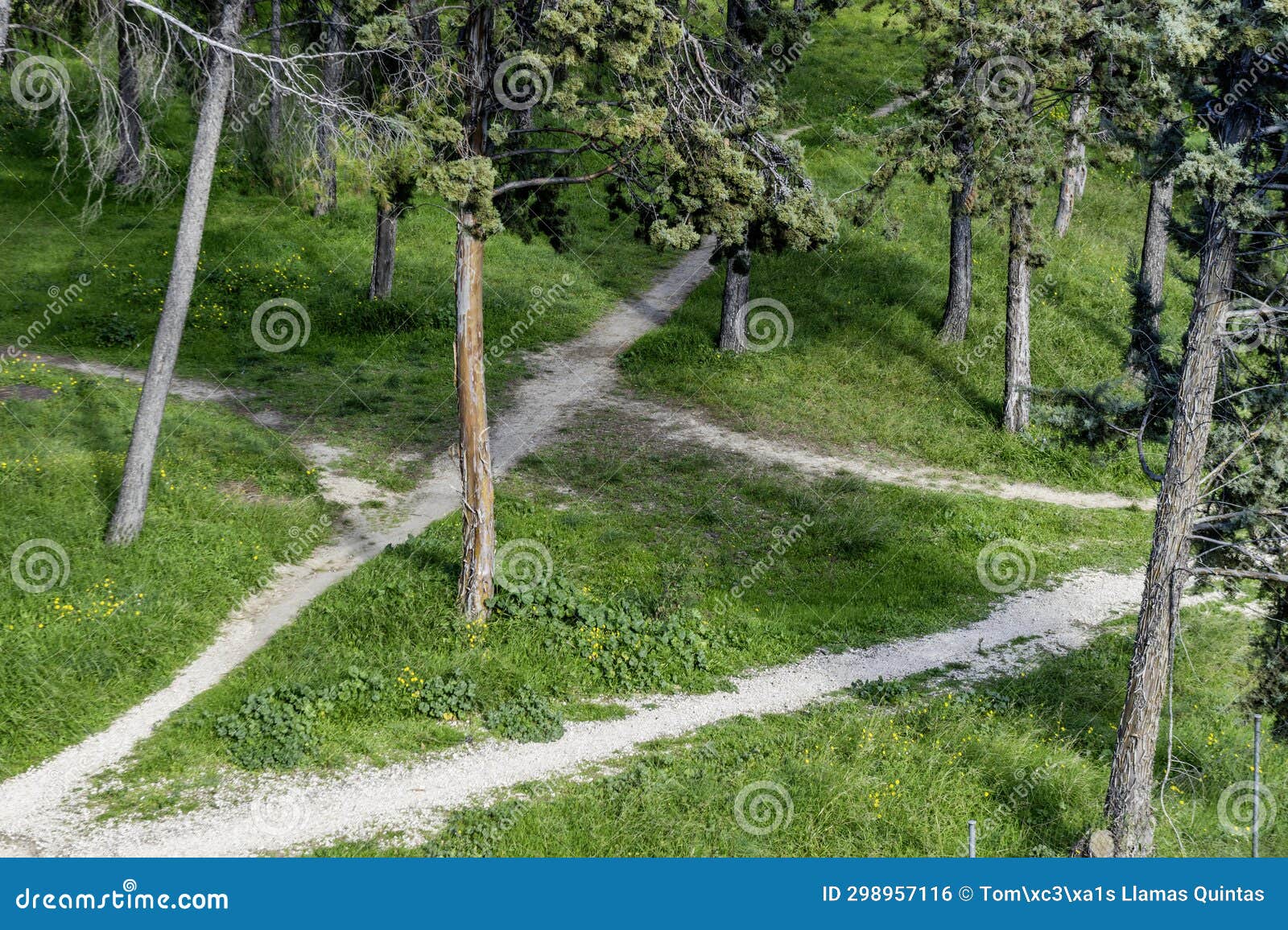 Trails that Travel in Different Directions within a Park with Pine