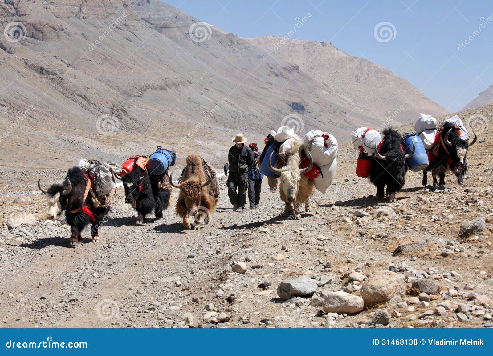 Train of yaks in Tibet stock photo. Image of tibetan 31468138