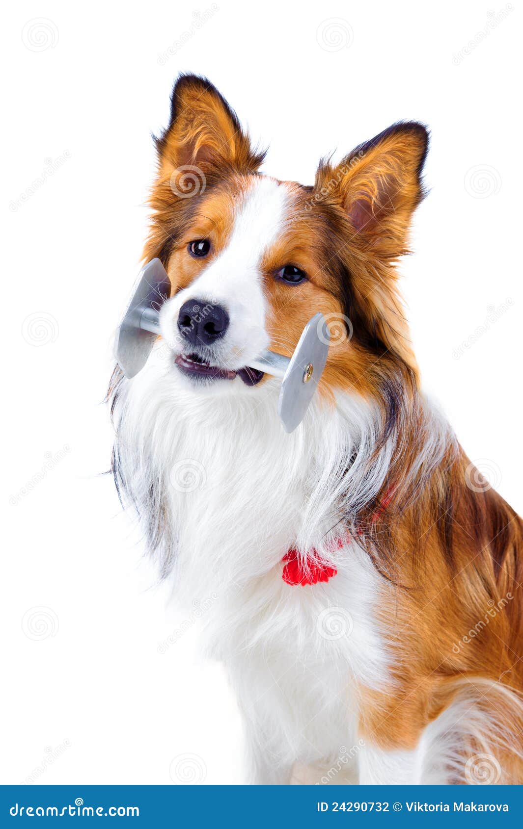 Trained Dog Isolated on White, Border Collie Stock Photo Image of