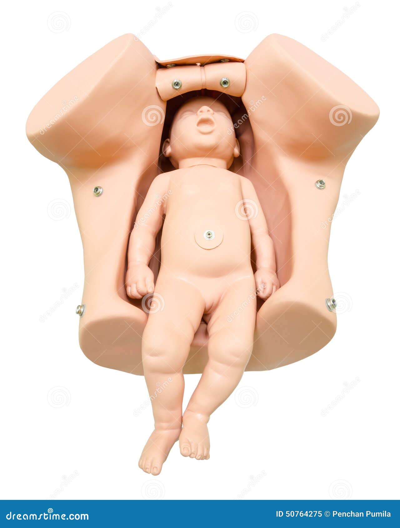 training anatomy model for students studying medicine. simulation of birth. newborn in vagina