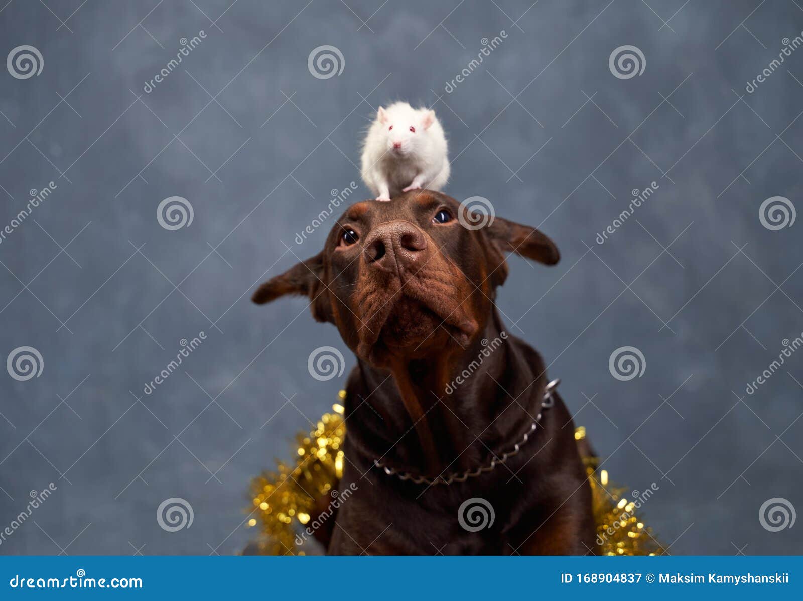 an obedient well mannered dog. free space text