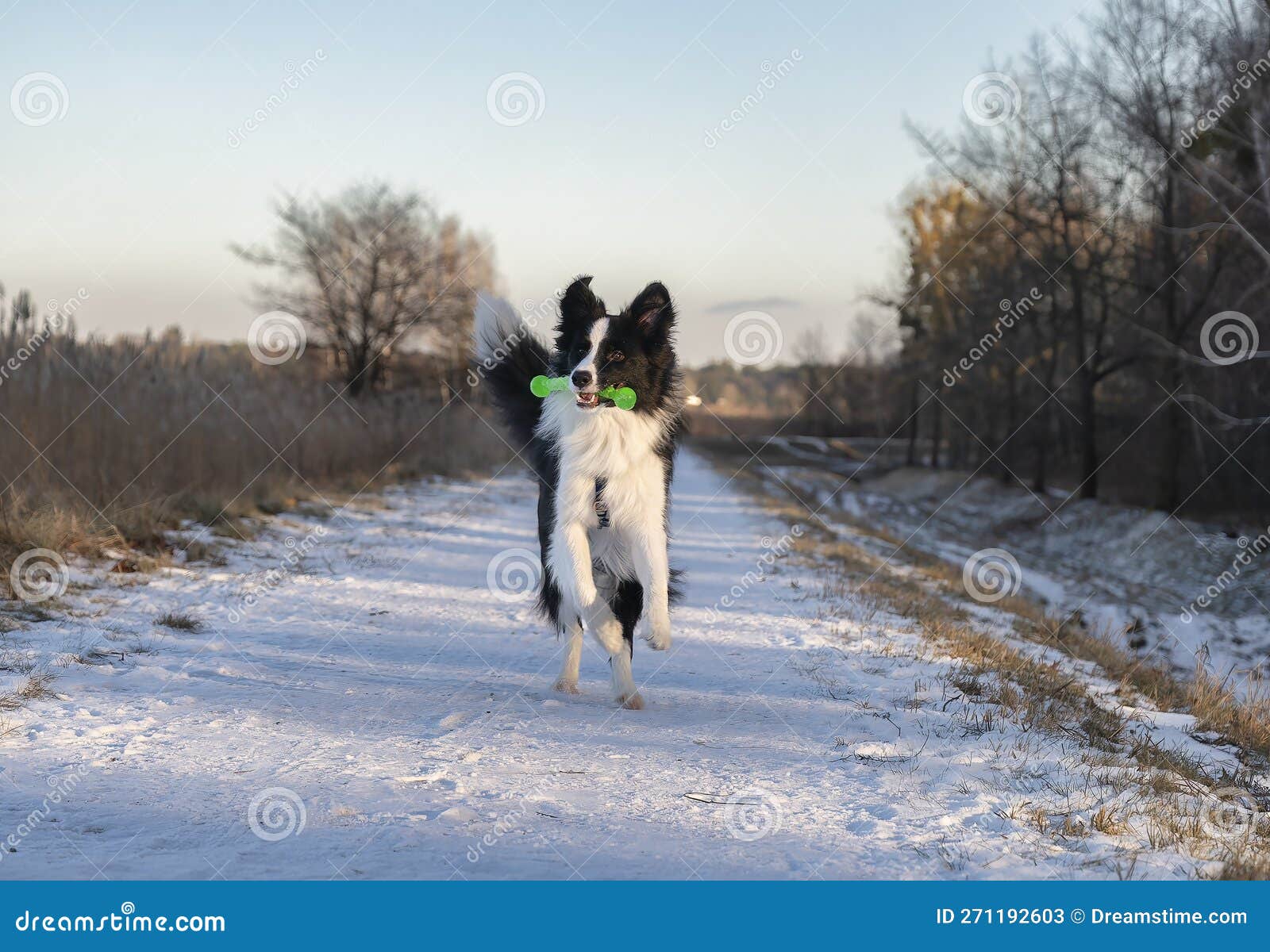 training border collie named ozzy. debe, legionowo district