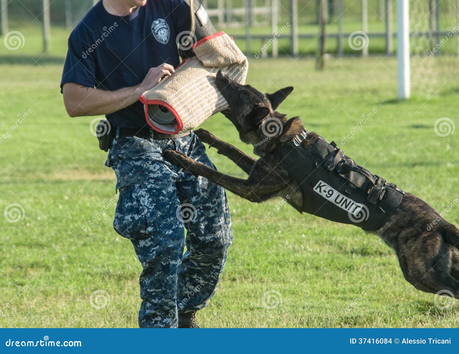 Training des Hund K9 redaktionelles stockbild. Bild von marinesoldat