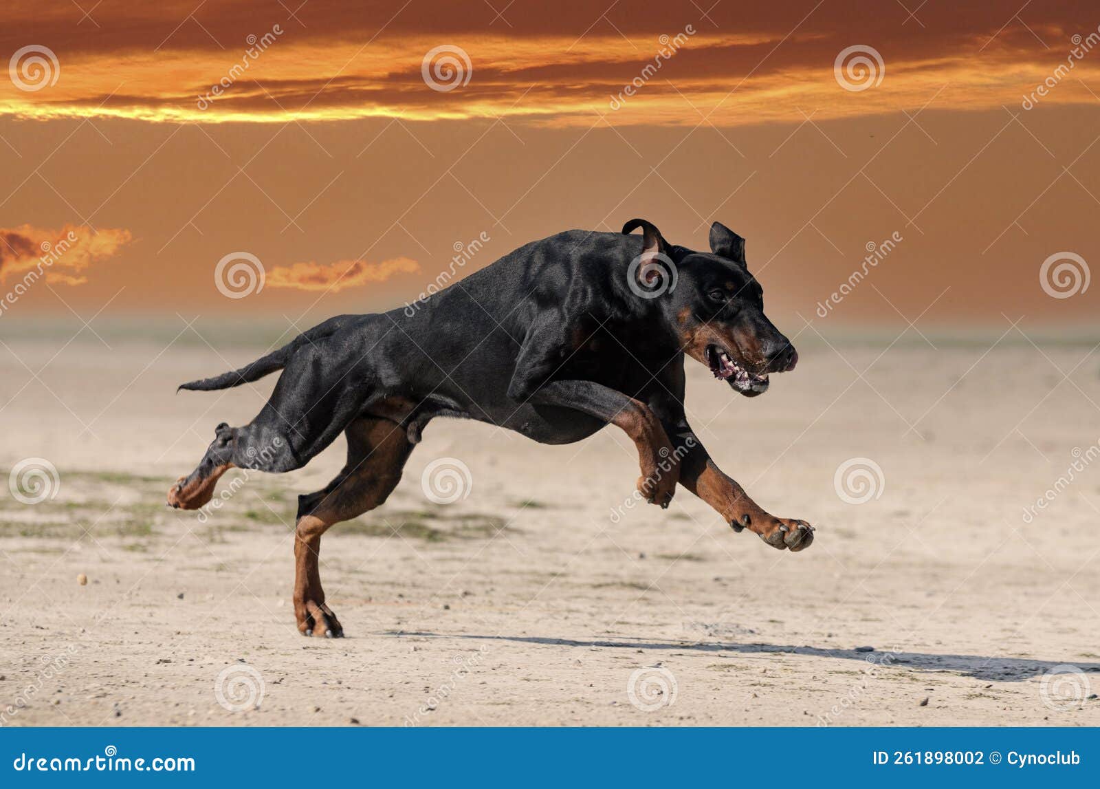 Training of Dobermann Pinscher Stock Photo Image of little, guard