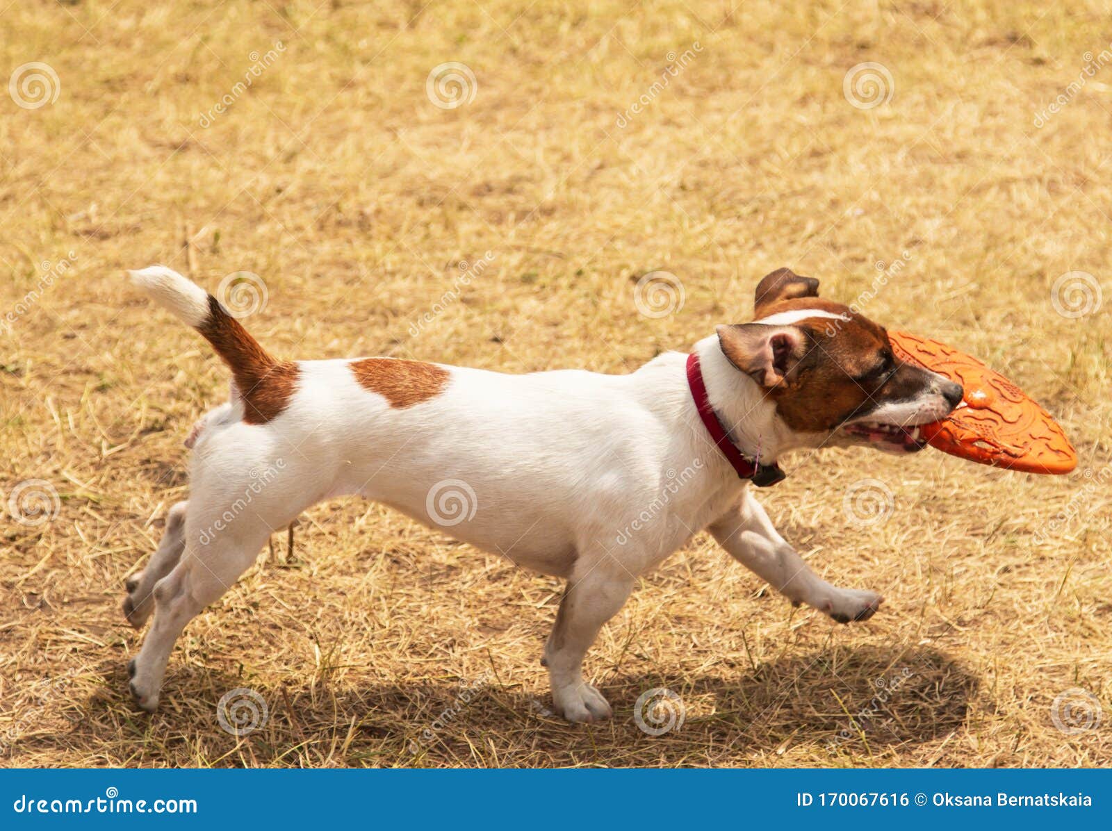 Training of Dogs in the Game Stock Photo Image of friend, brown