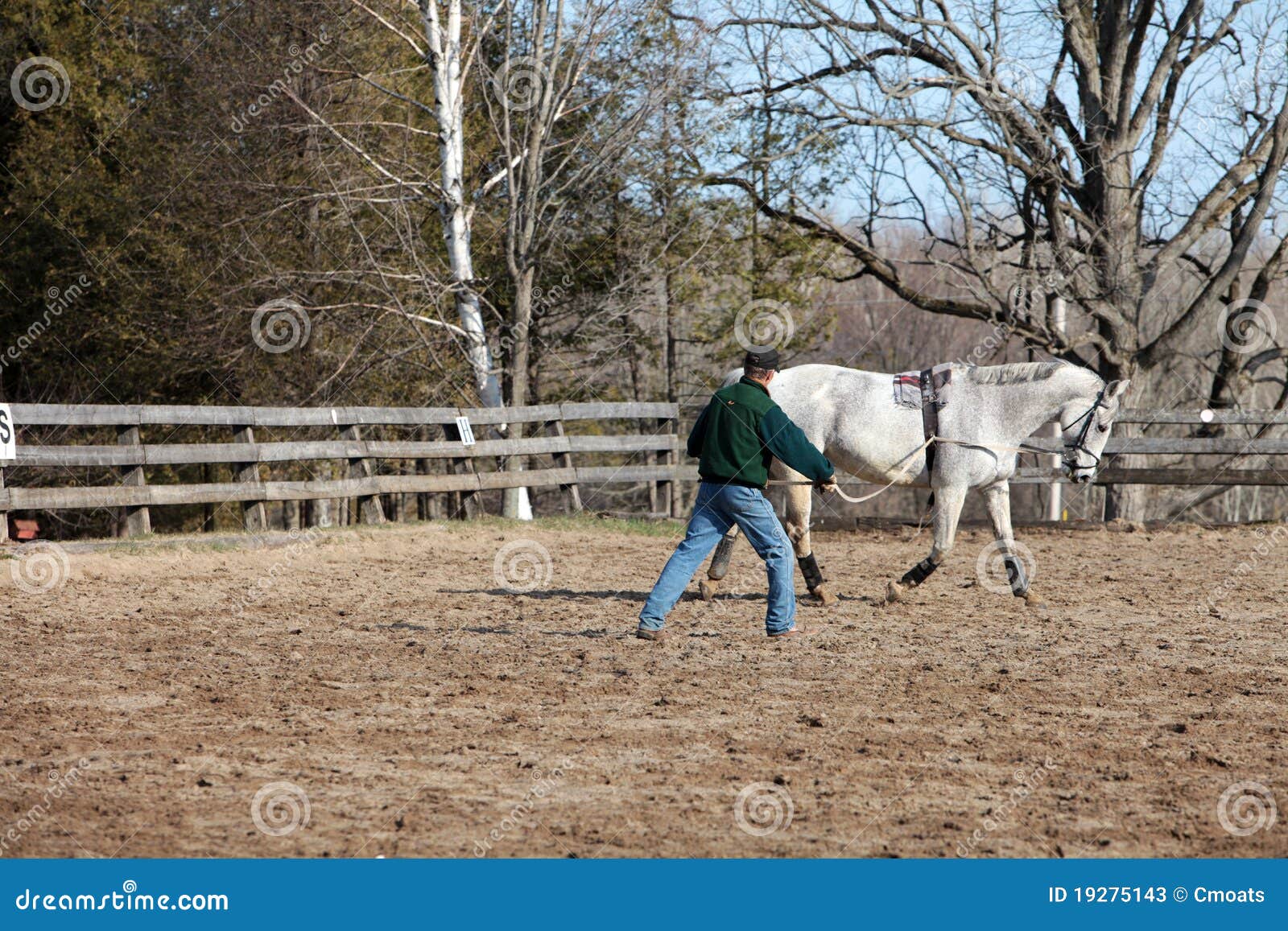 Training a Horse To Long Line Stock Image Image of animal, horseman