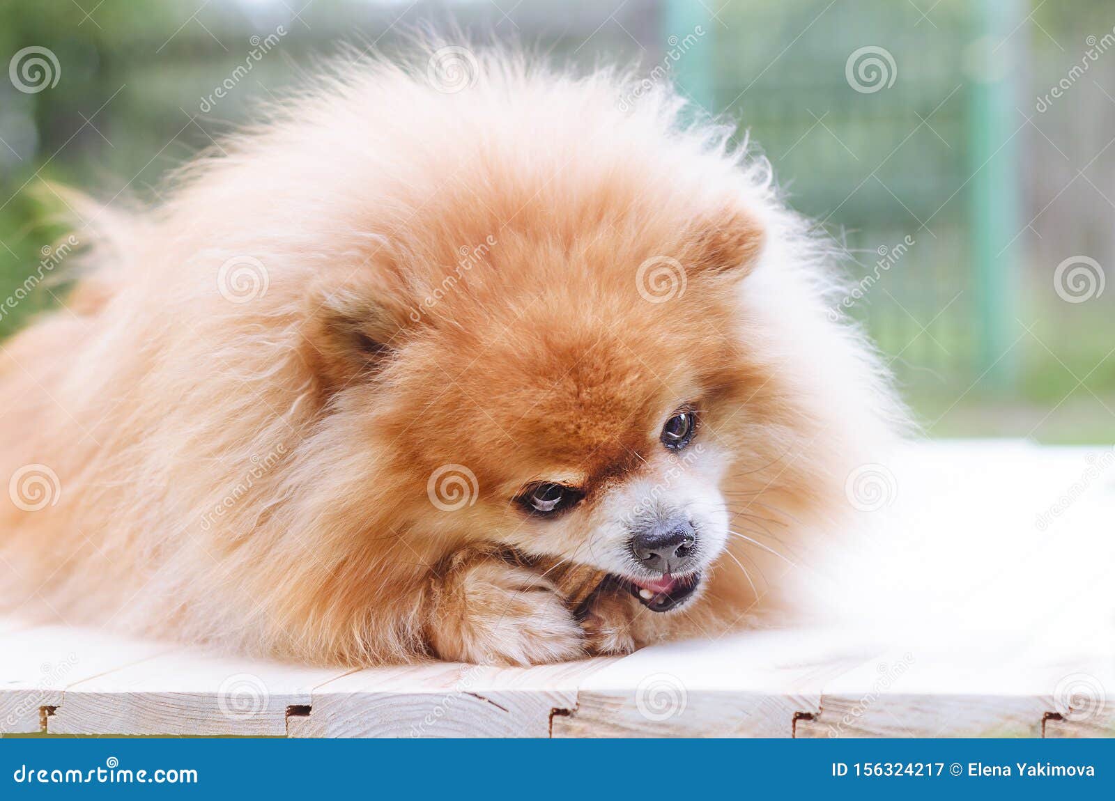 training and promotion of the animal. cute puppy. advertising. hygiene and prevention of perspiration. dog orange pomeranian