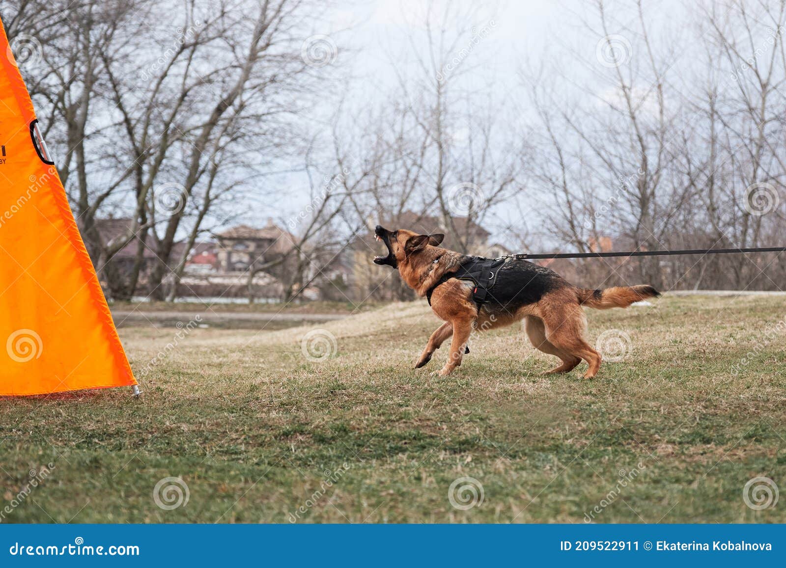 german shepherd leash training