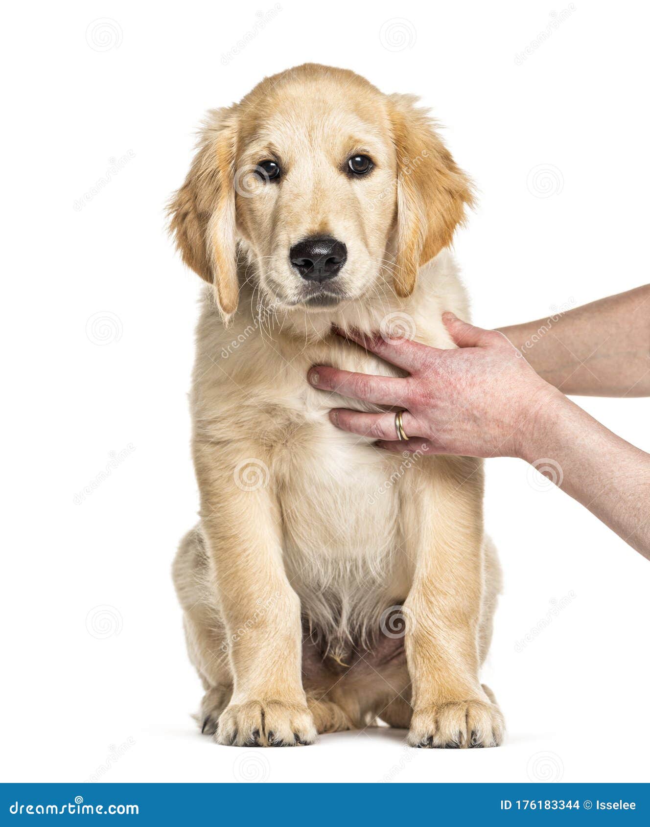 Training Session With A Puppy Golden Retriever 3 Months Old Stock Photo Image Of Human Education 176183344