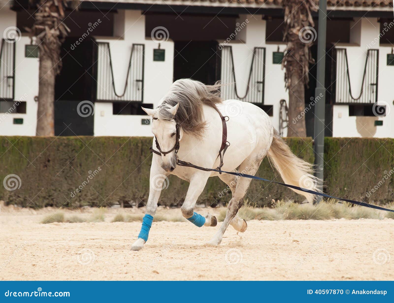 Training White Horse on Longe. Andalisia, Stock Photo Image of longe