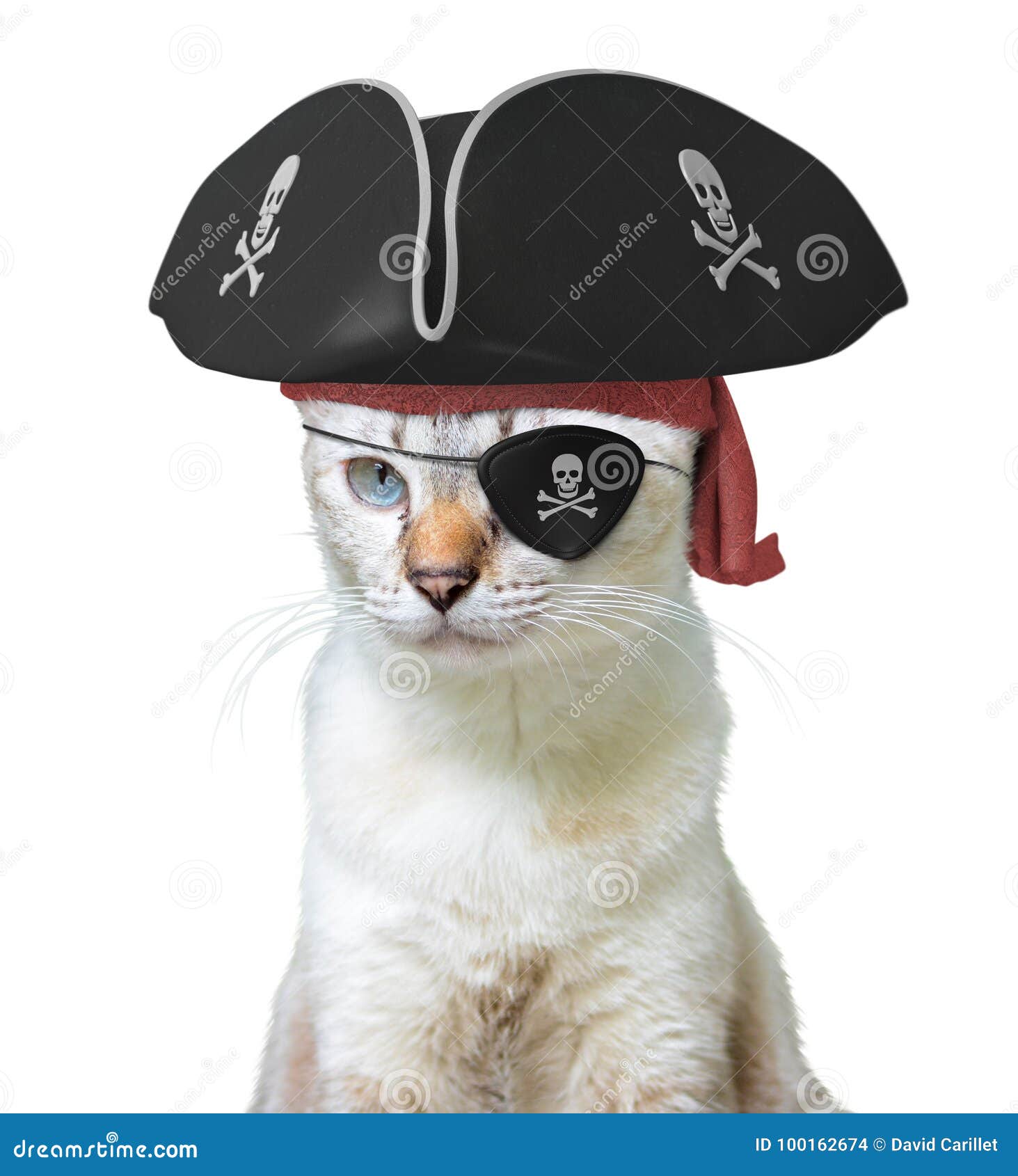 Traje Animal Divertido De Un Capitán Del Pirata Del Gato Que Lleva Un  Sombrero Y Un Parche De Ojo Tricornes Con Los Cráneos Y La Foto de archivo  - Imagen de lindo,