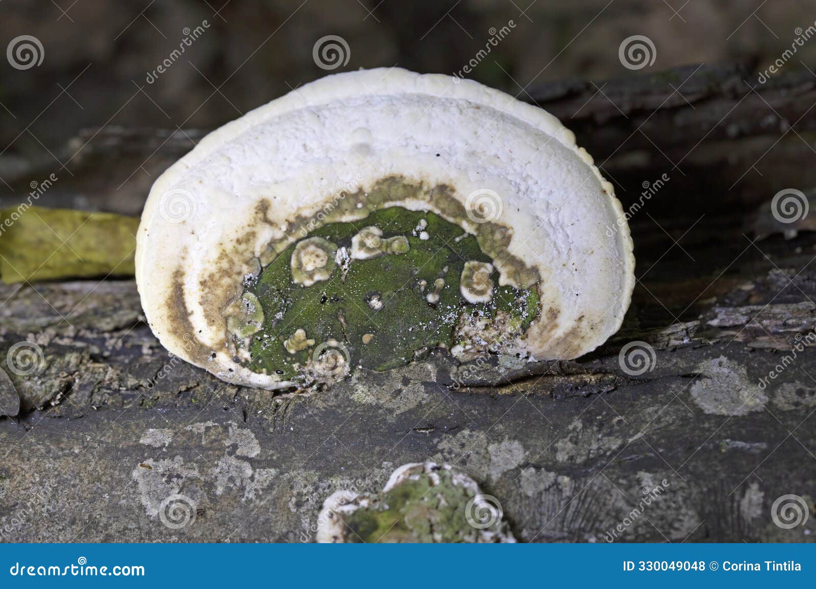 trametes gibbosa, commonly known as the lumpy bracket