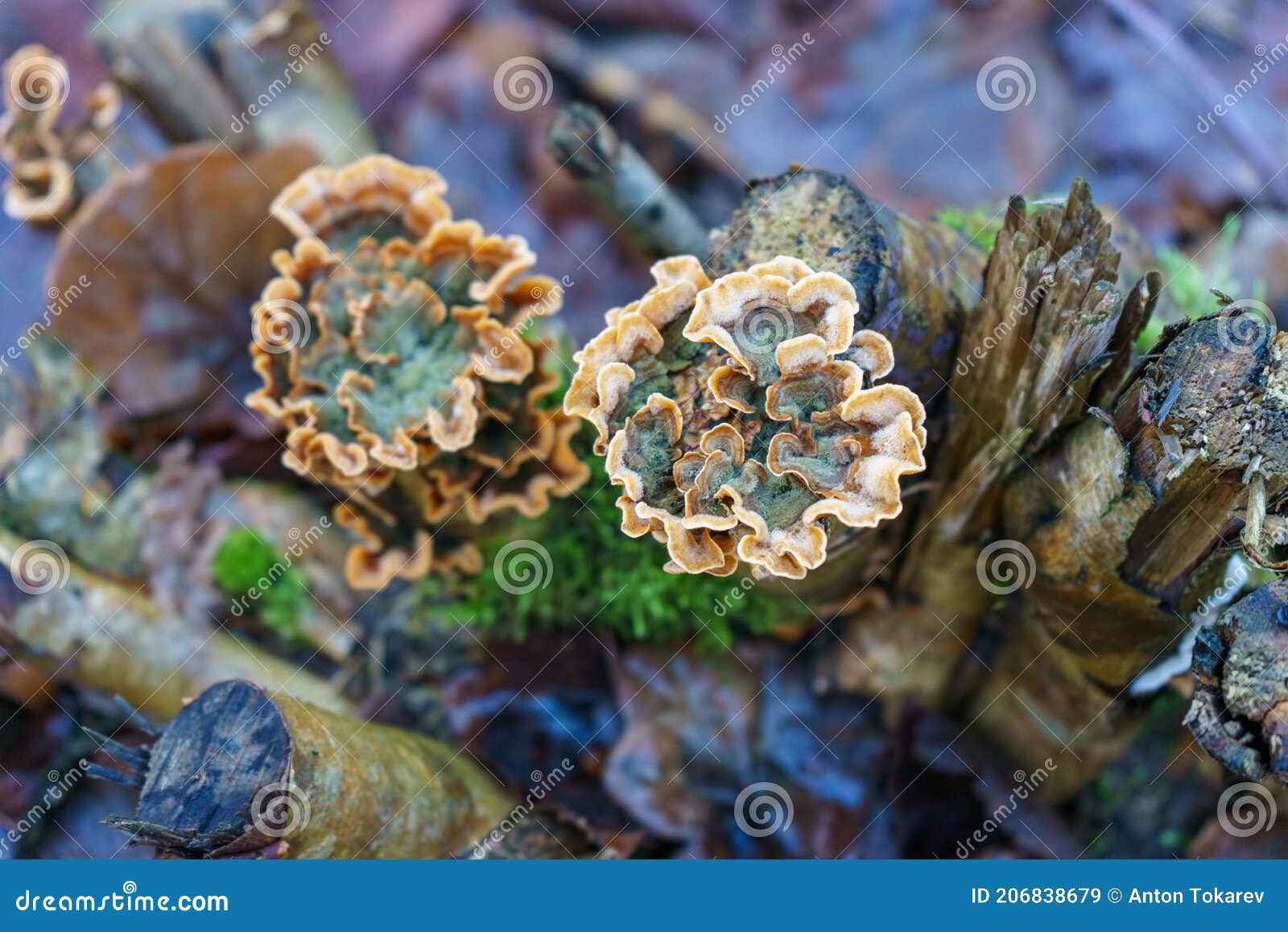 turkey tail from above