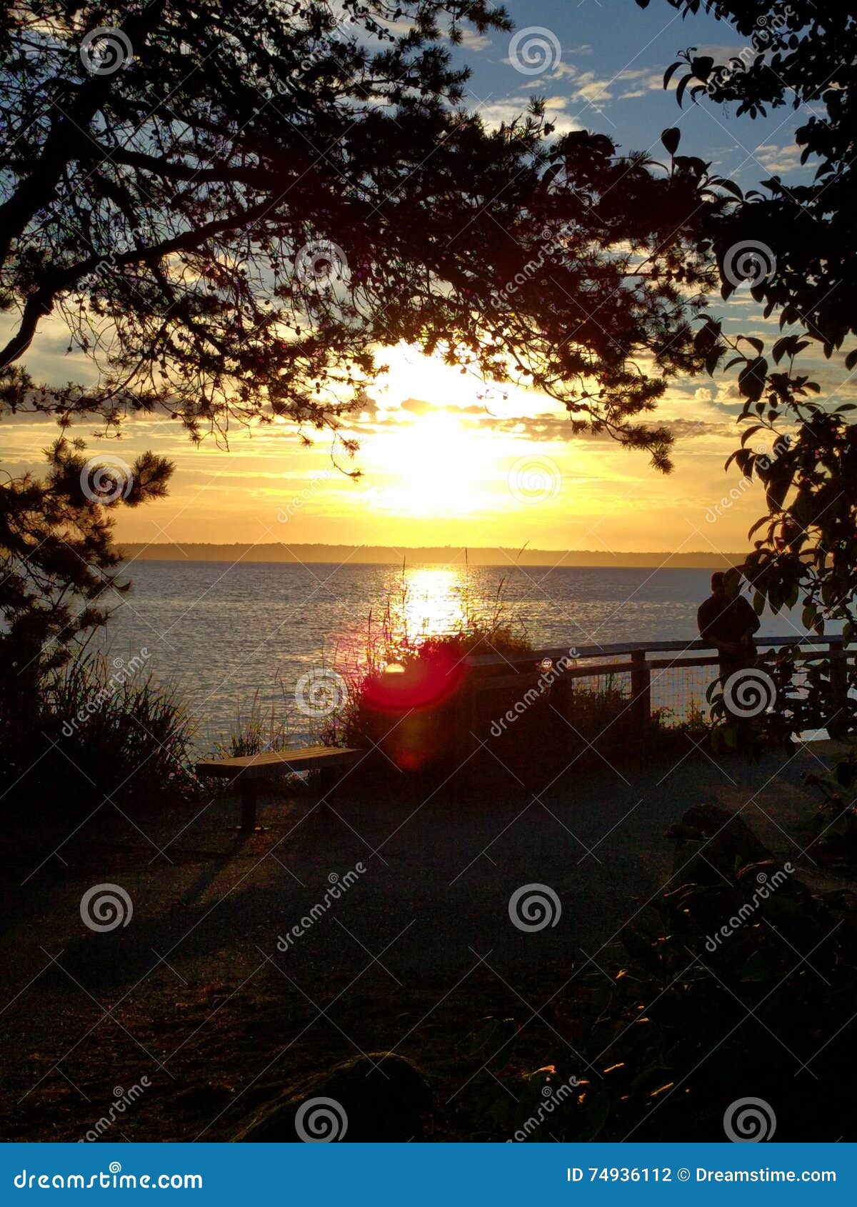 Tramonto attraverso gli alberi. Tramonto sull'acqua vista attraverso gli alberi circostanti