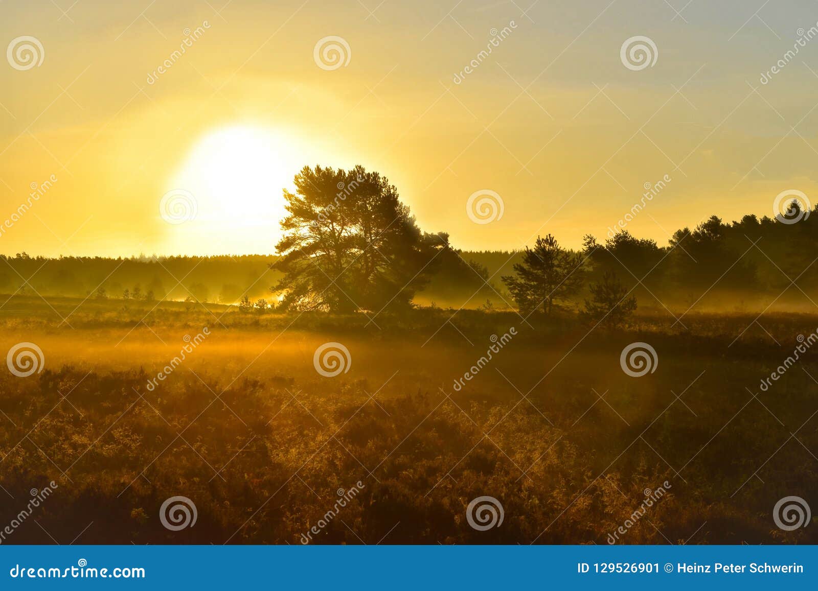 Tramonto di alba nella brughiera del neburg del ¼ di LÃ. Tramonto di alba in autunno dorato nella brughiera di Luneburg