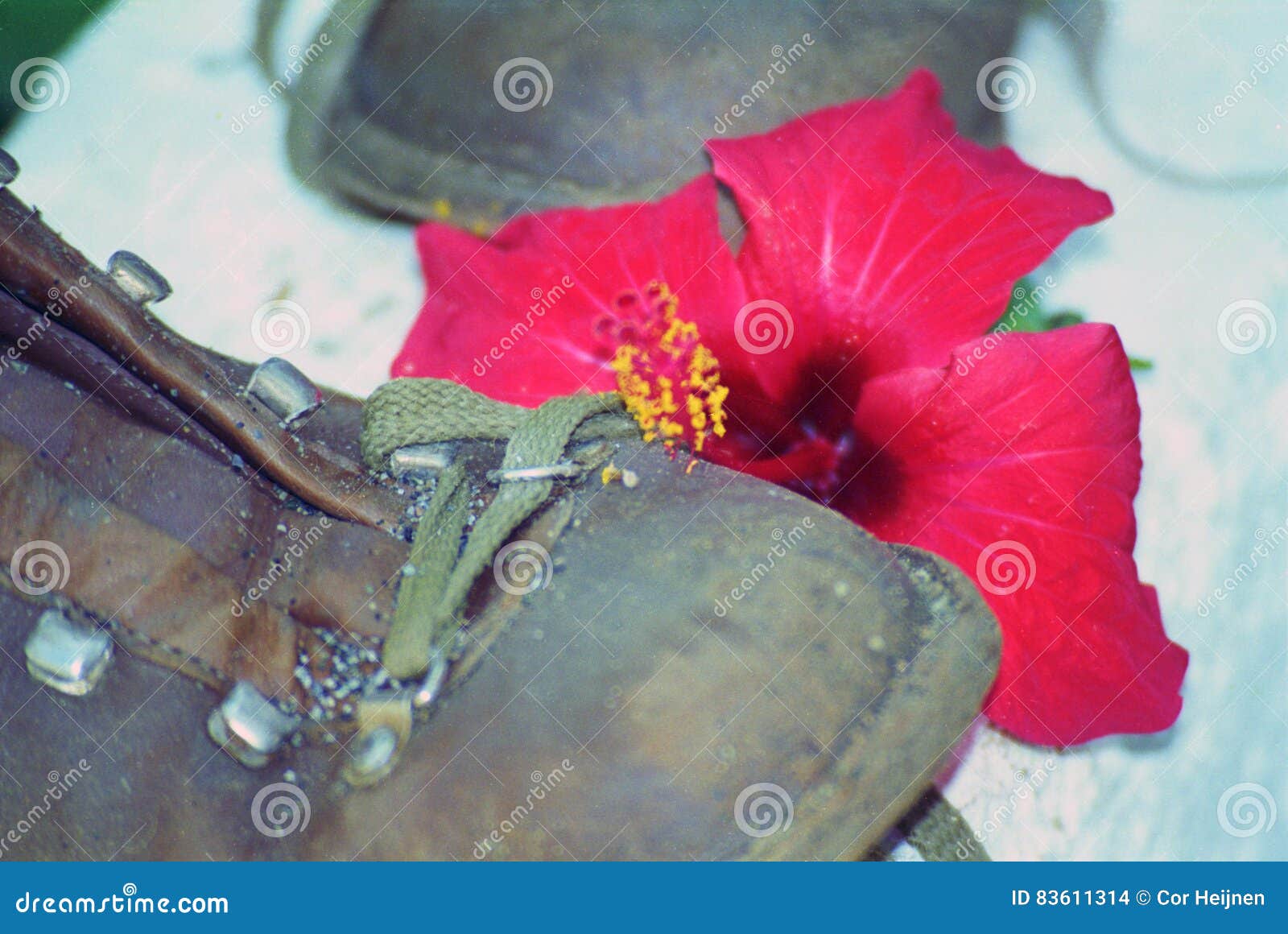 Trampled flower stock photo. Image of mountain, flower 83611314