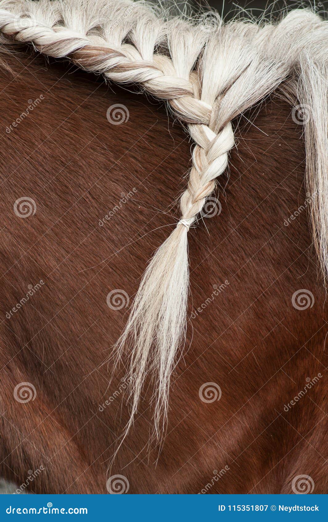 Trança Com Os Cabelos Da Juba De Um Cavalo Imagem de Stock - Imagem de  marrom, mostra: 115351807