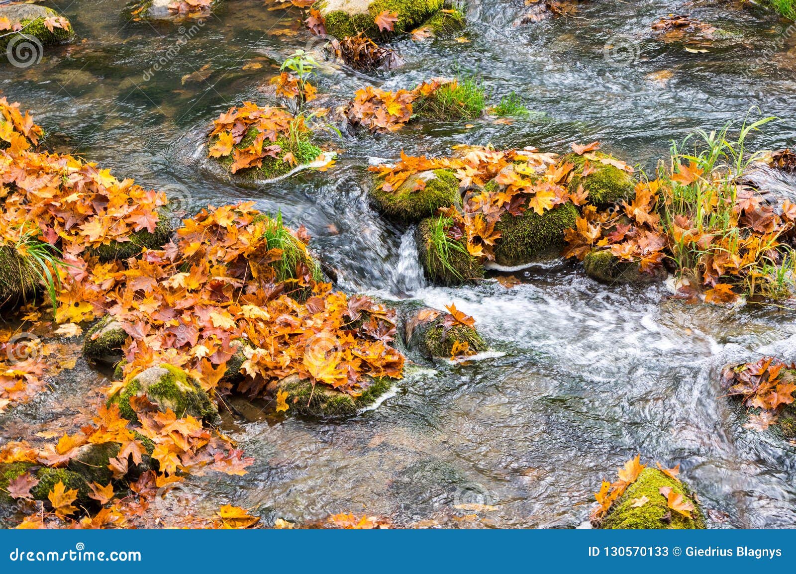 Autumn Stream Of Mountain River With Stones And Colorful Autumn Leaves