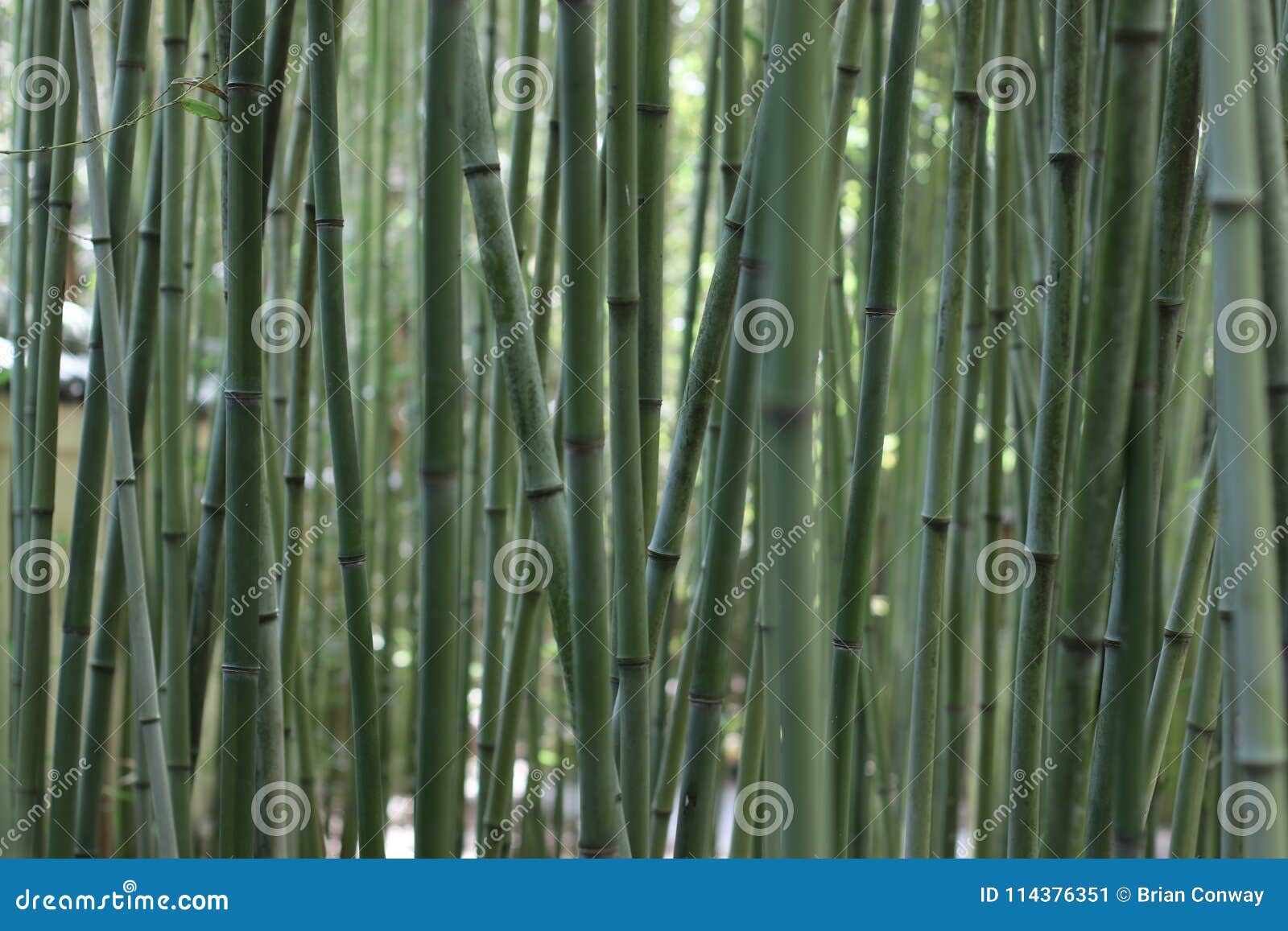 Tranquil Bamboo In The Japanese Garden Stock Image Image Of