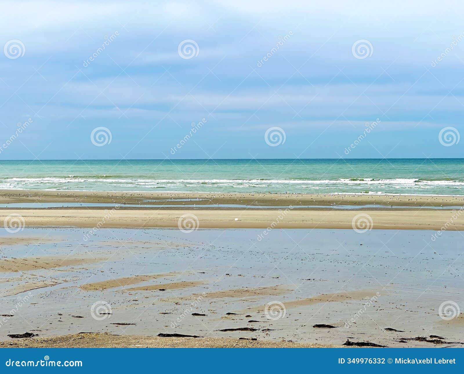 tranquil beachscape of dannes in october with seagulls and gulls along the sand and calm waves under a cloudy blue sky