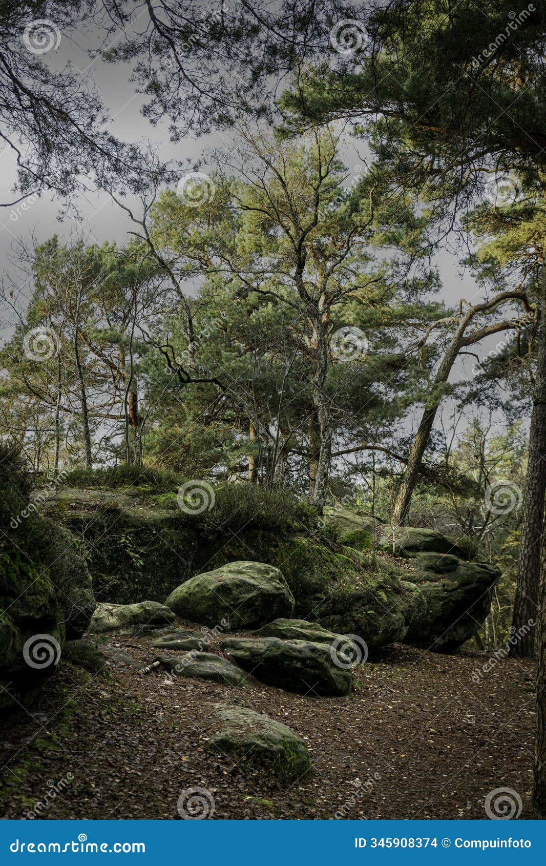 the forest and rocks near bad bentheim in germany