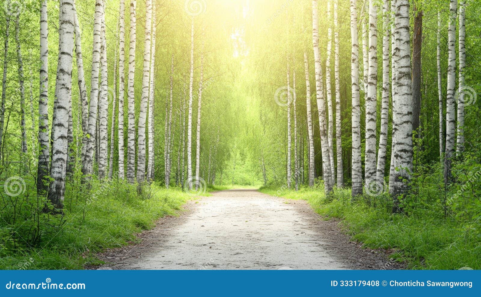 a tranquil forest pathway lined with tall birch trees, bathed in soft sunlight, inviting nature lovers to explore its beauty