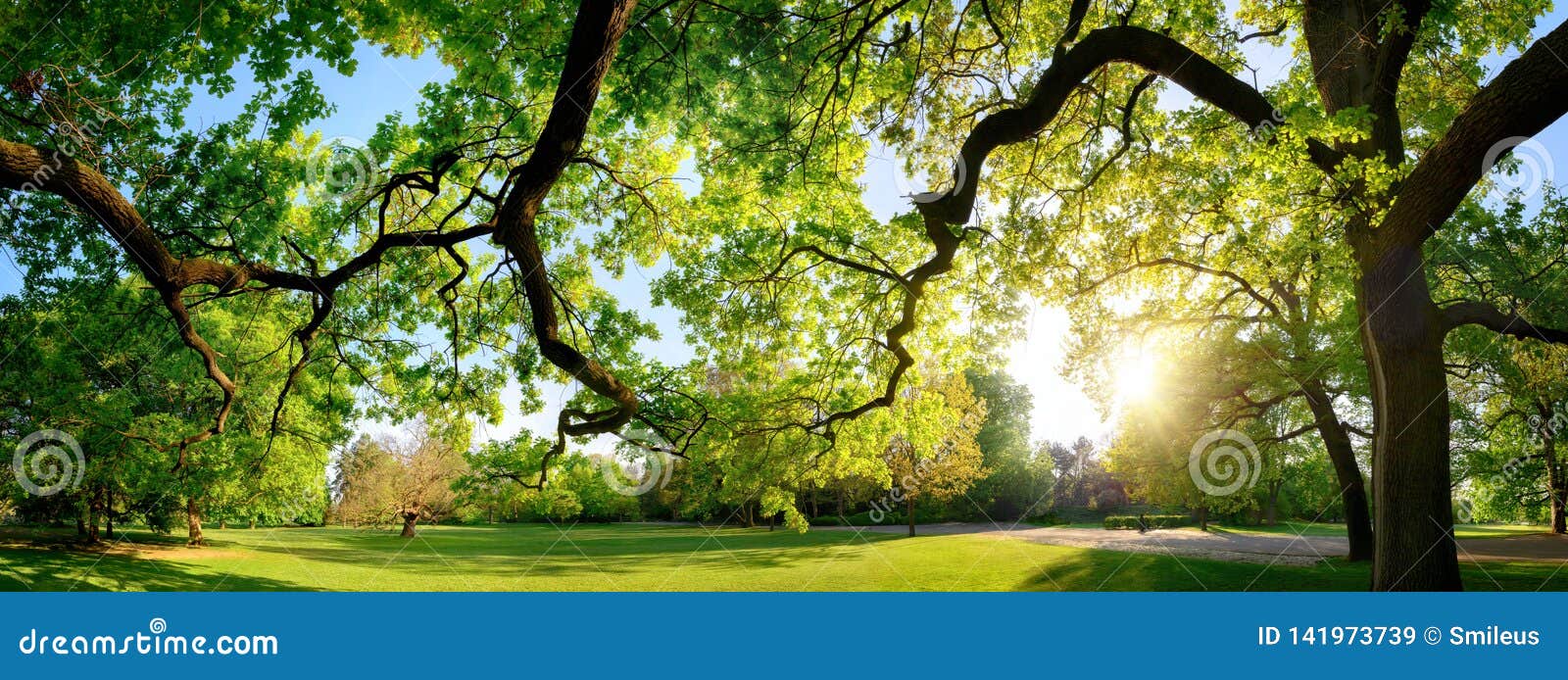 Tranquil panoramic scenery in a beautiful park with a meadow and the sun shining through the green branches of a large oak tree