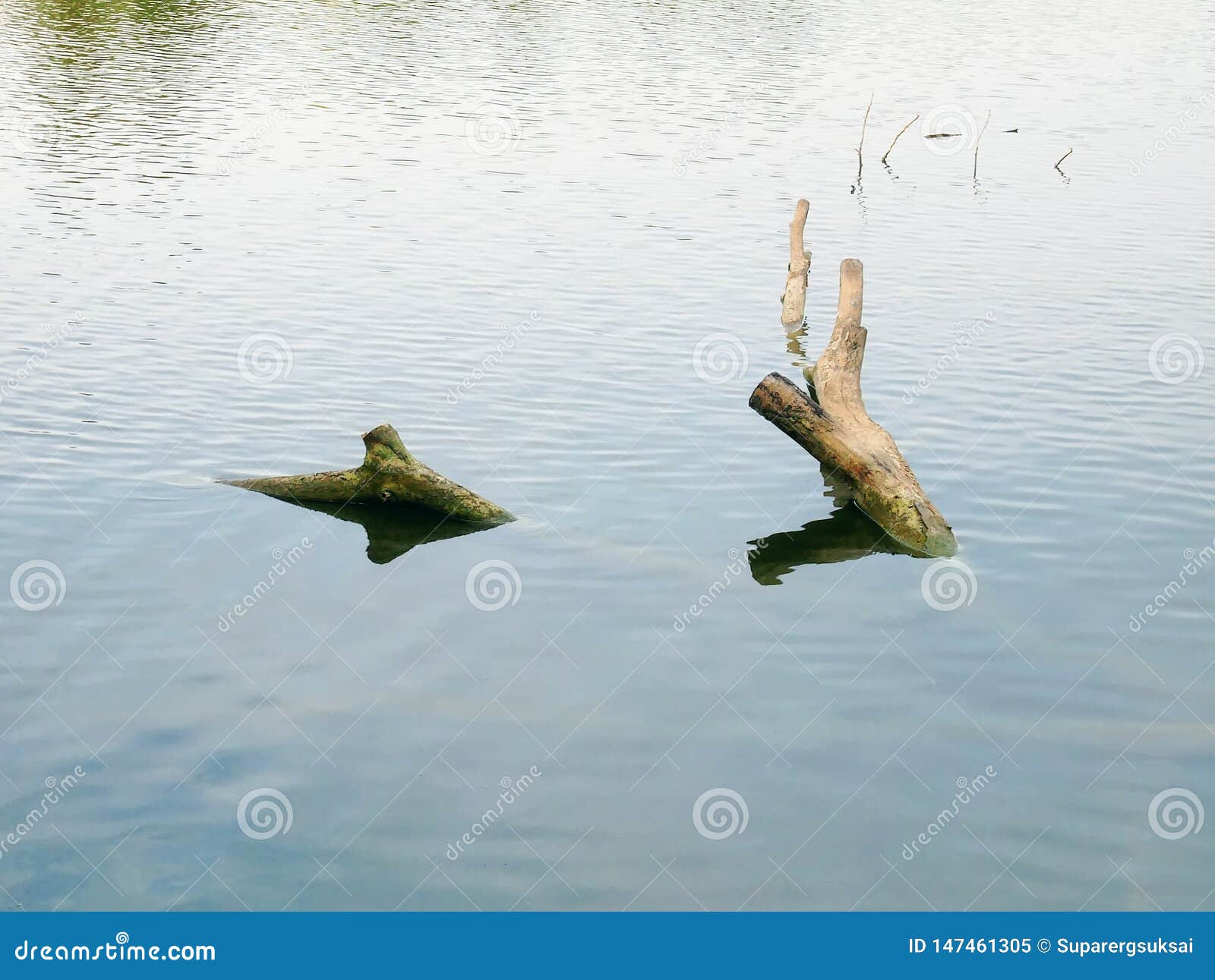Tranquil Scenery of Cut Tree Trunks in Water Stock Image Image of