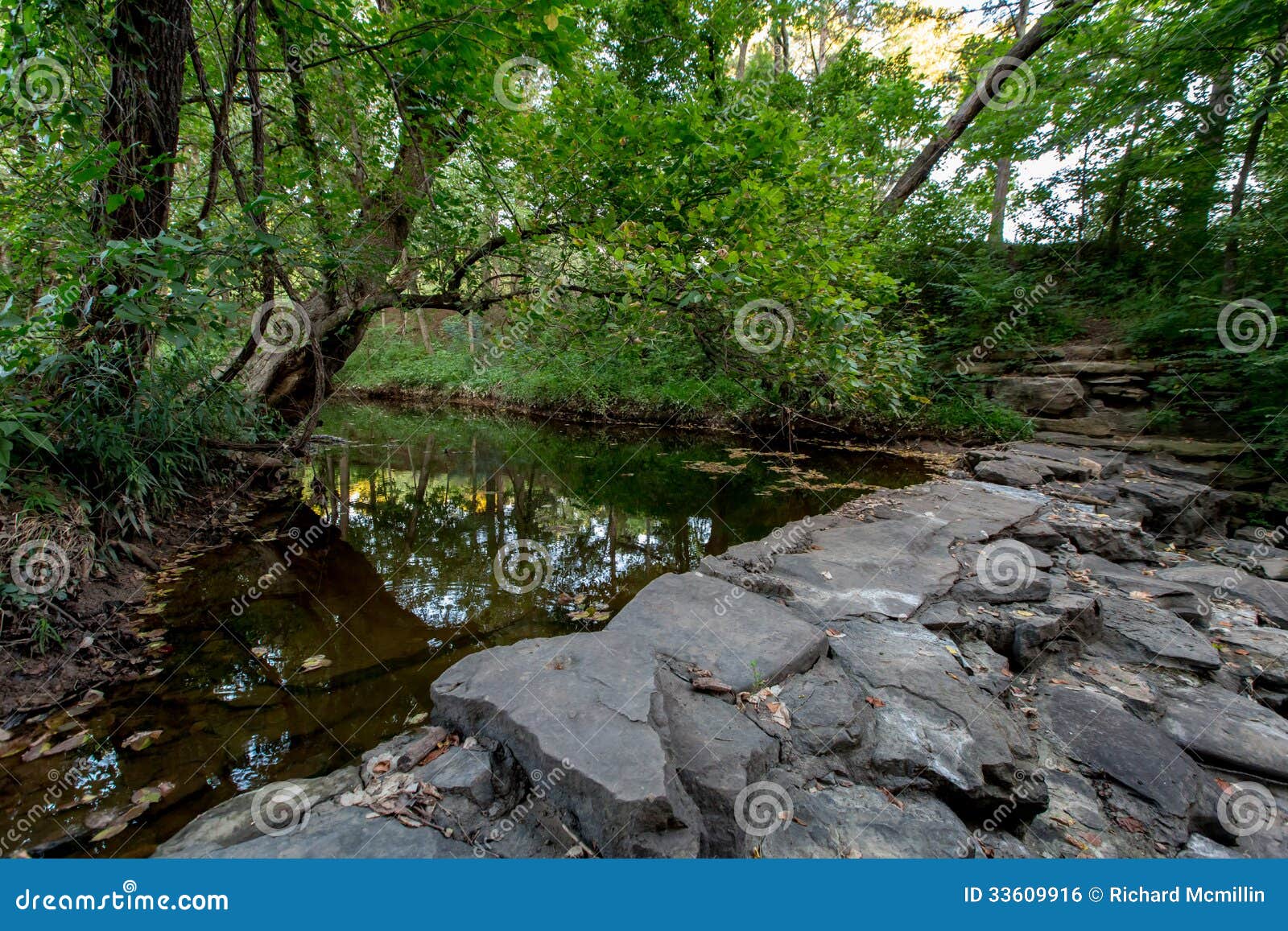 a tranquil spring or summer wooded nature outdoor scene.