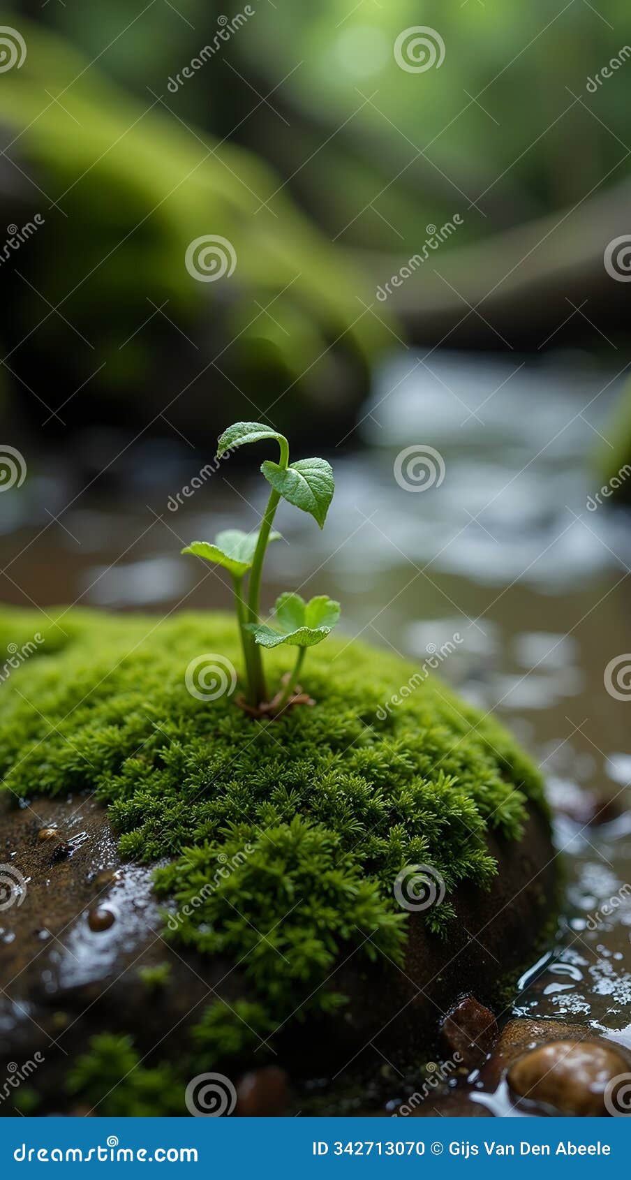 tranquil woodland sprout on mossy stone in stream