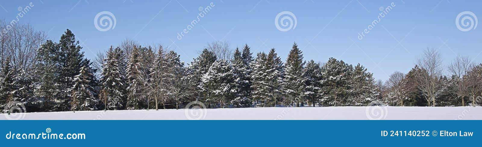 tranquillity scene of a panoramic view of snow covered pine trees in winter park.