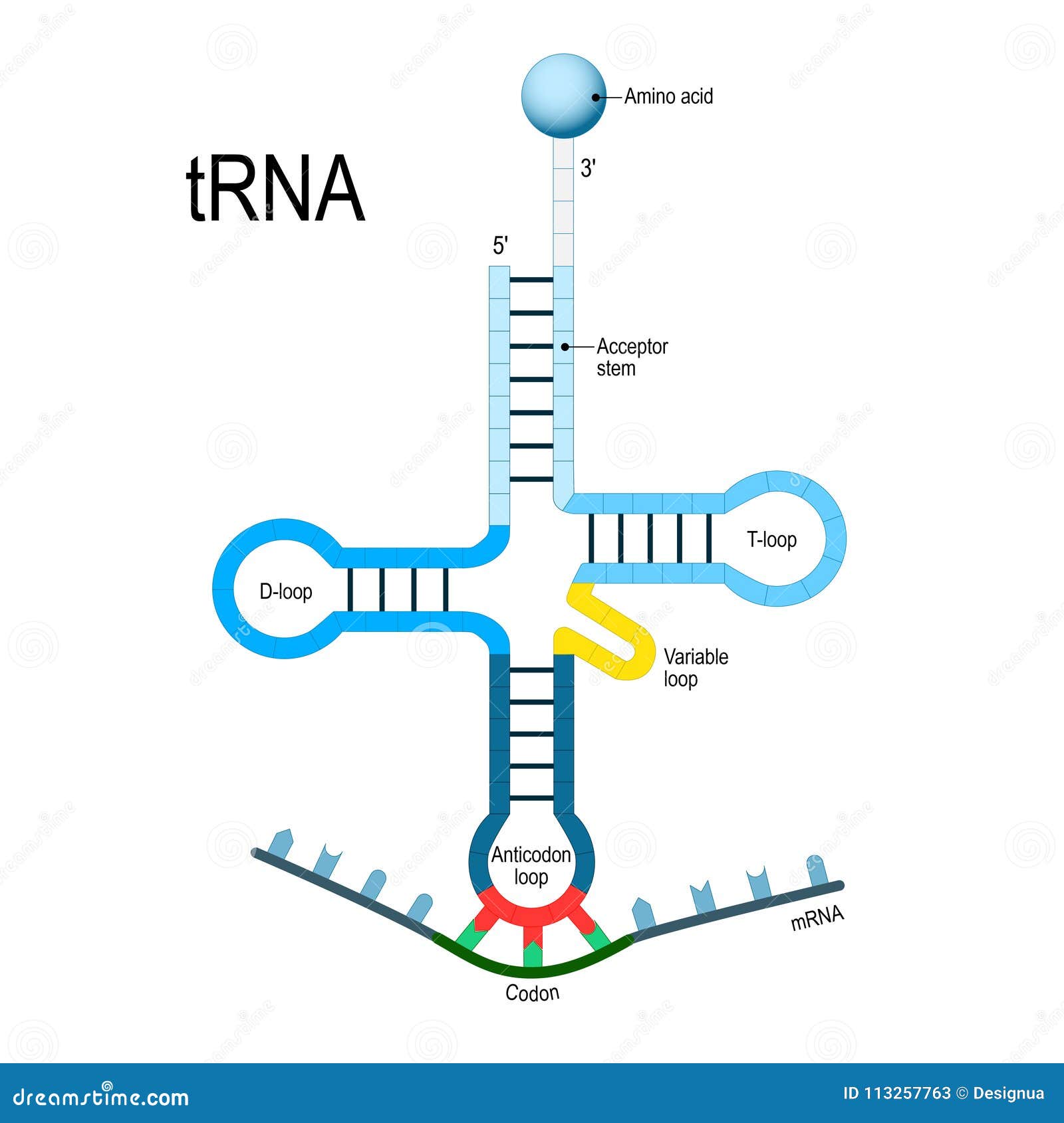 transfer rna. genetic code.