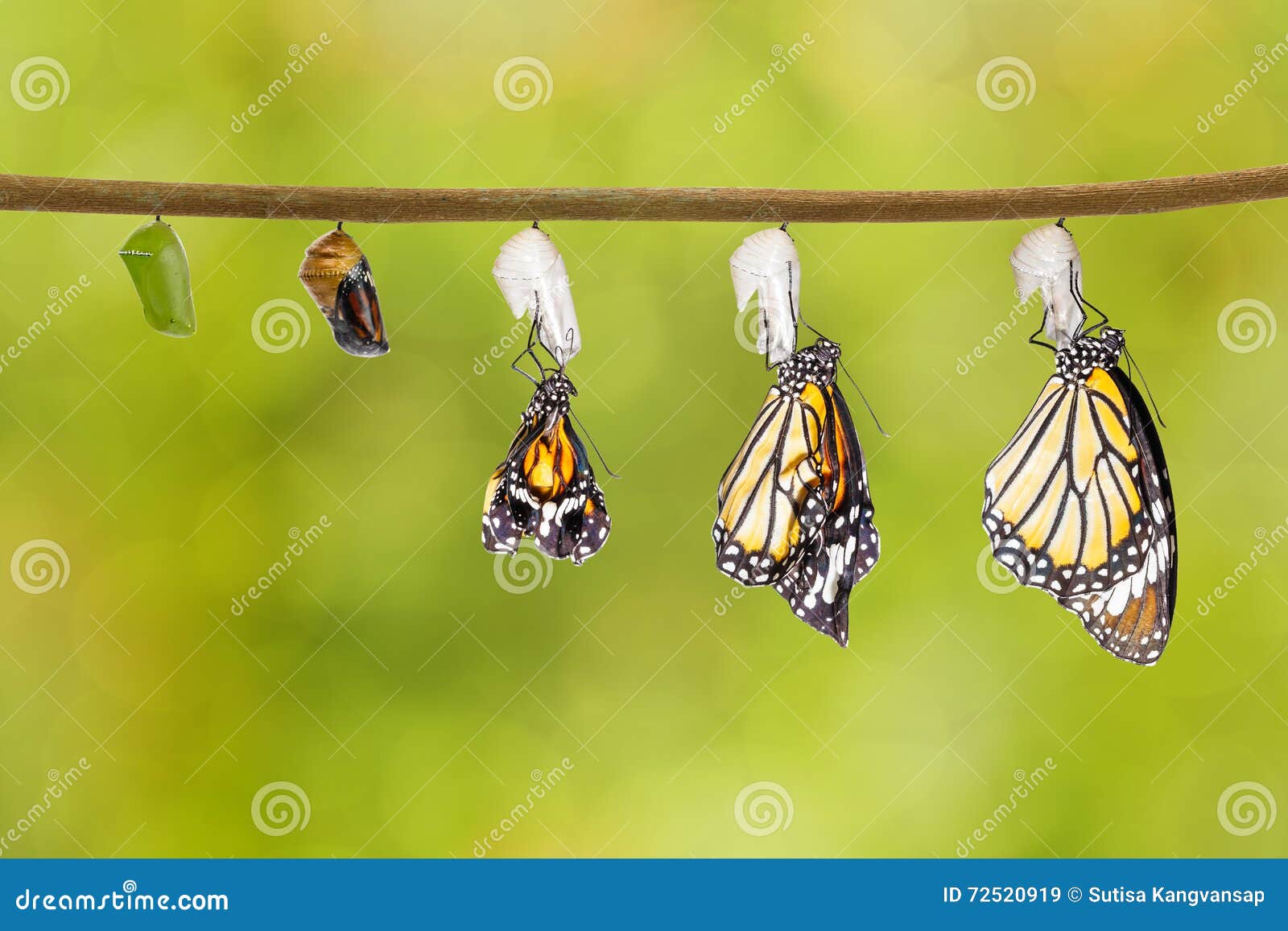 Transformacja Pospolity Tygrysi Motyl Wyłania Się Od Kokonu Obraz Stock -  Obraz złożonej z metamorfizm, zbliżenie: 72520919
