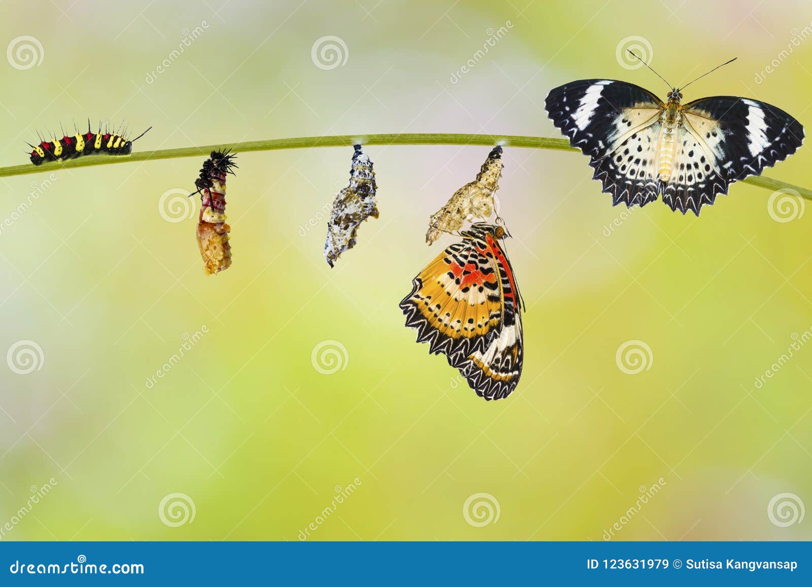 Transformatie van rupsband van Luipaard lacewing vlinder. Transformatie van rupsband aan rupsband aan pop van ruiende de poppen en de pop hangen van Cethosia van de Luipaard het lacewing vlinder cyane euanthes op takje