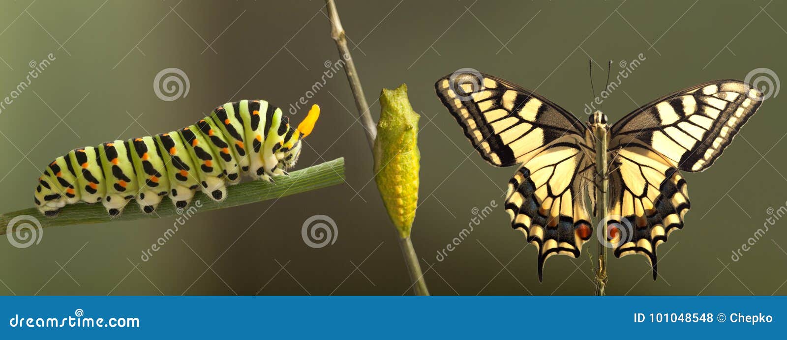 Butterfly Cocoon On White Stock Photo 3555012