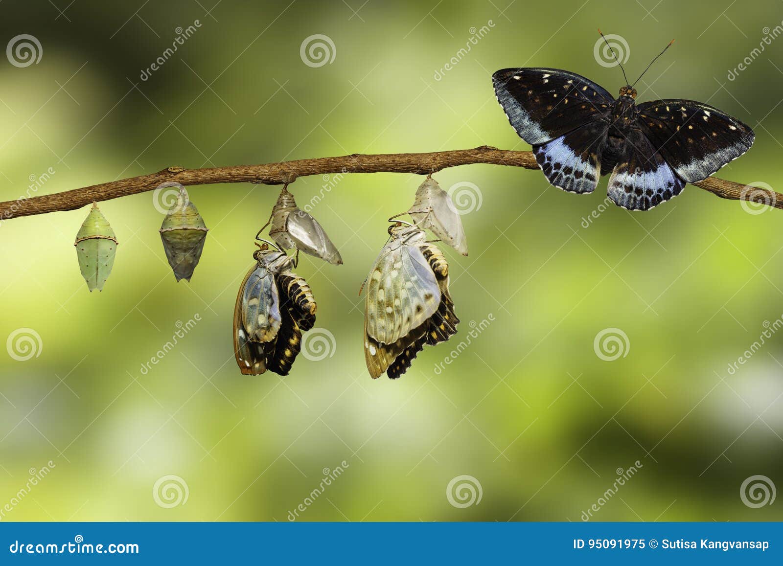 transformation of male common archduke butterfly emerging from c