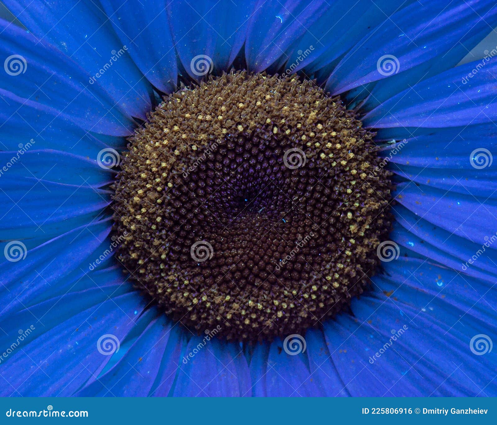 Ultraviolet flower stock photo. Image of ultraviolet 225806916
