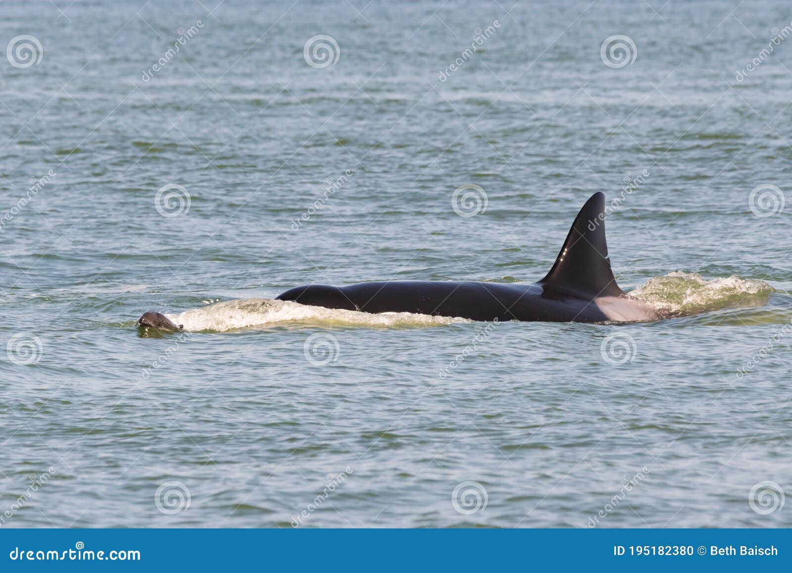 transient killer whale hunting harbour porpoise
