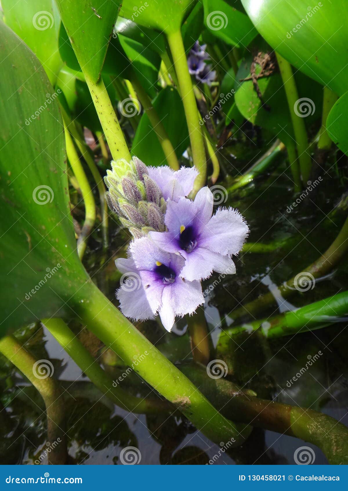 Transitoire De Grandes Fleurs Bleues - Plante Aquatique - Jacinthe D'eau Ou  Orchidée D'eau Image stock - Image du serre, biote: 130458021