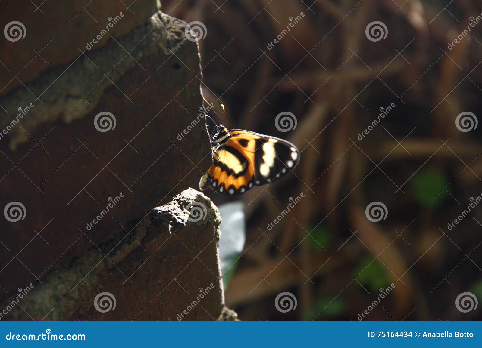 translucent butterfly. mariposa translÃÂºcida.