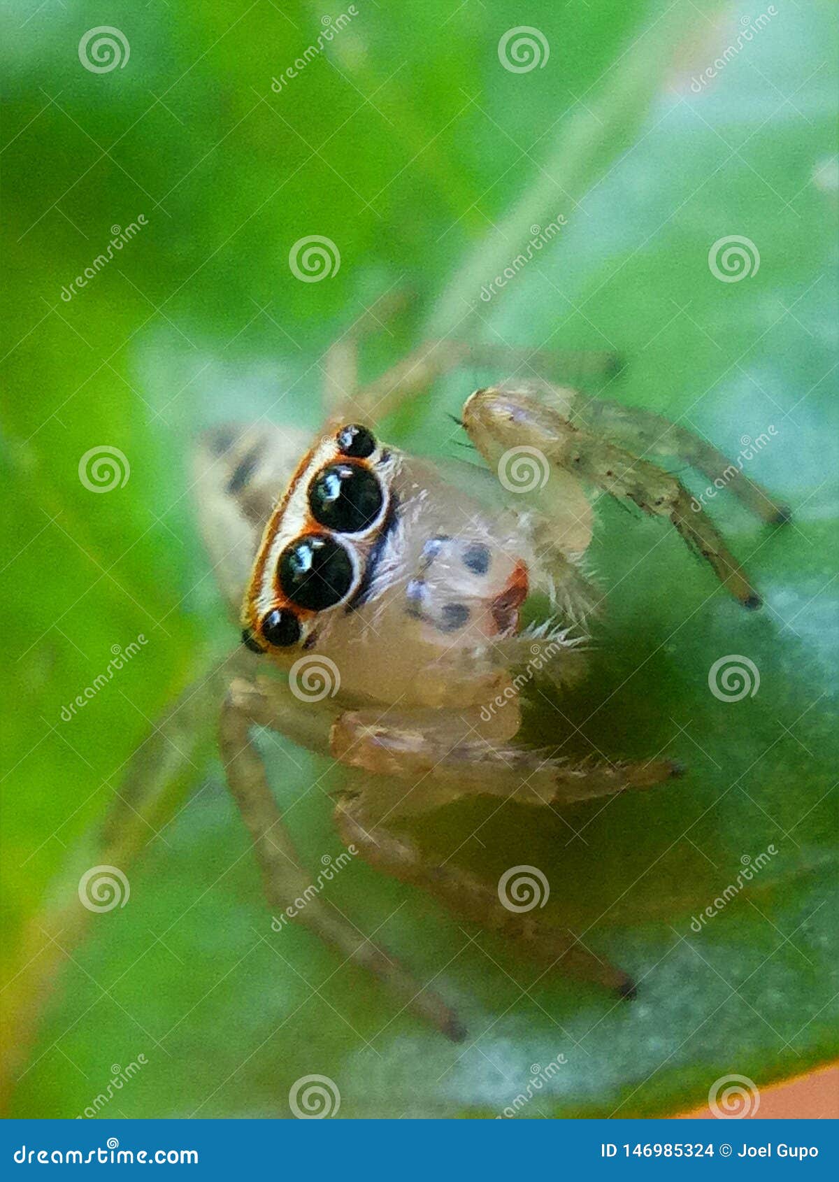 translucent spider identification translucent spider identification