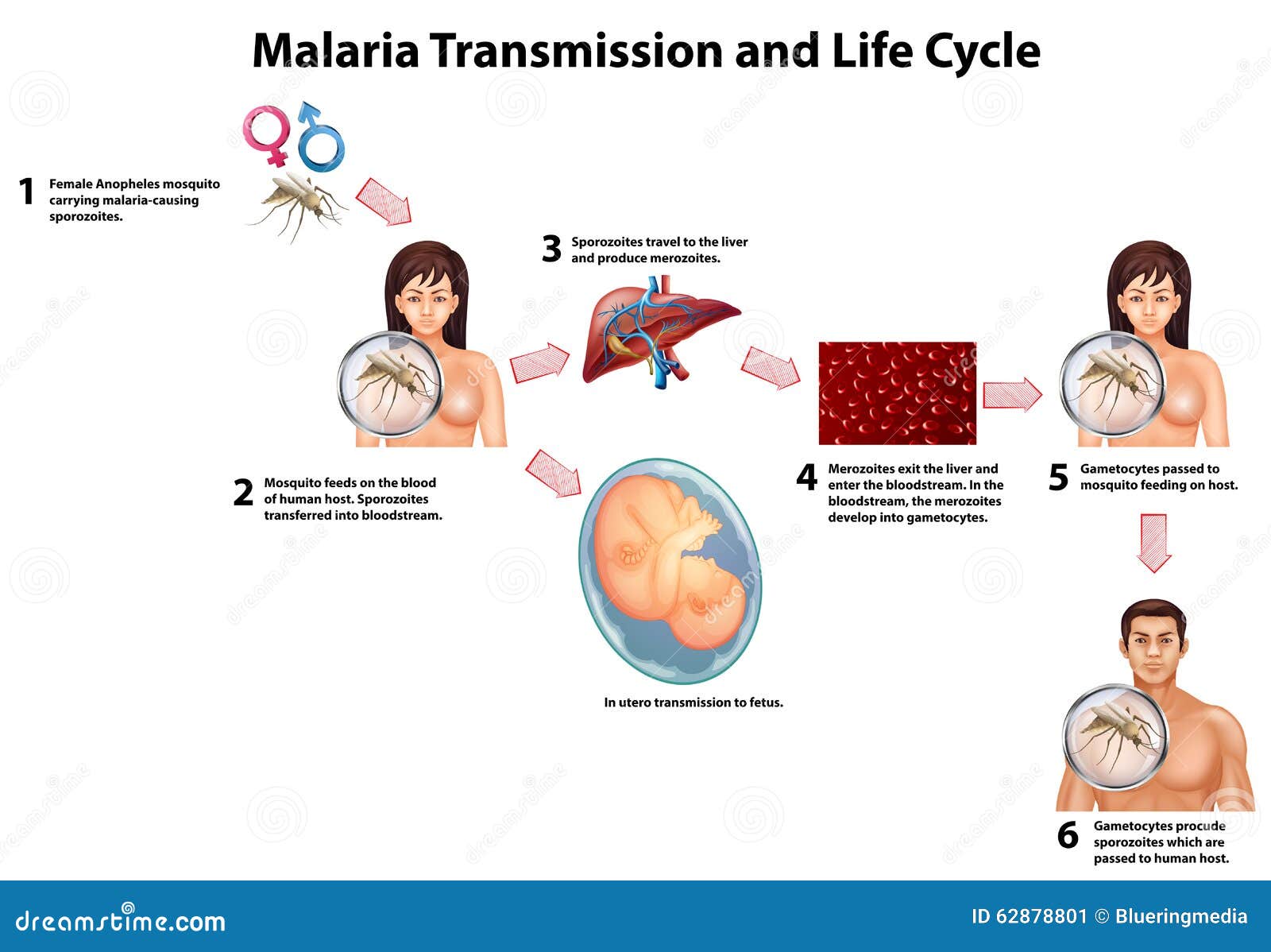 Transmission De Malaria Et Cycle De Vie Illustration de Vecteur Illustration du malaria