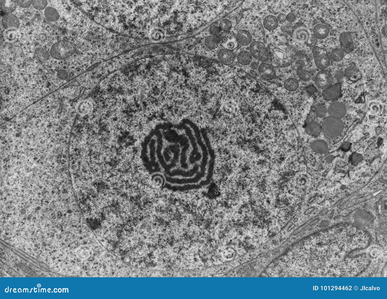 oogonium. nucleolus, tem