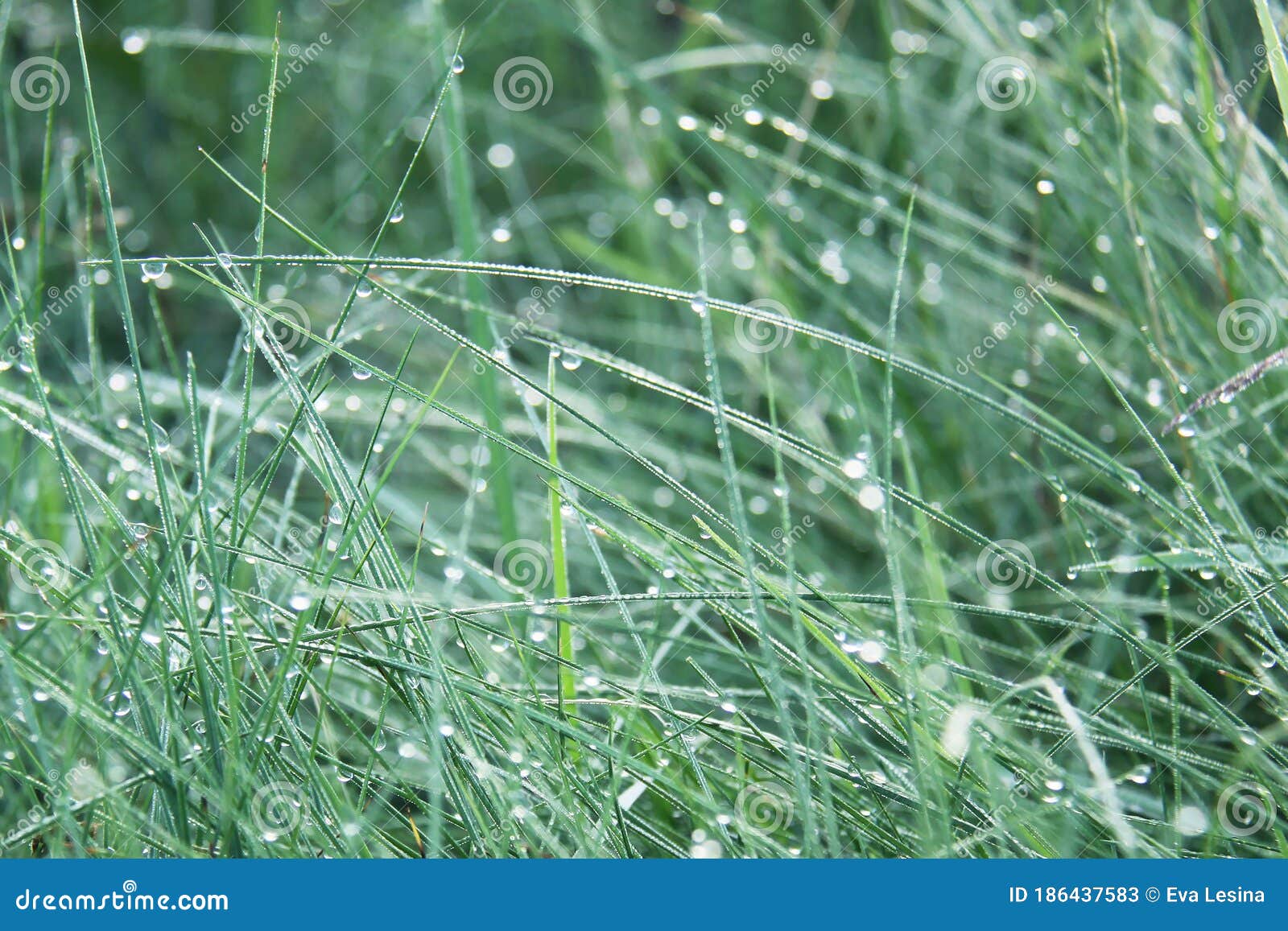 Verklaring Uiterlijk Arctic Transparante Dauwdruppels Op Groen Gras Stock Afbeelding - Image of  achtergrond, dalingen: 186437583