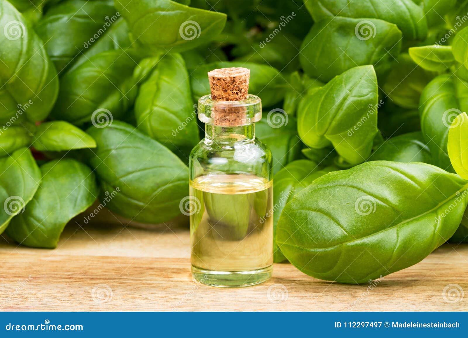 A Bottle of Basil Essential Oil with Fresh Basil Leaves Stock Image Image of close, massage
