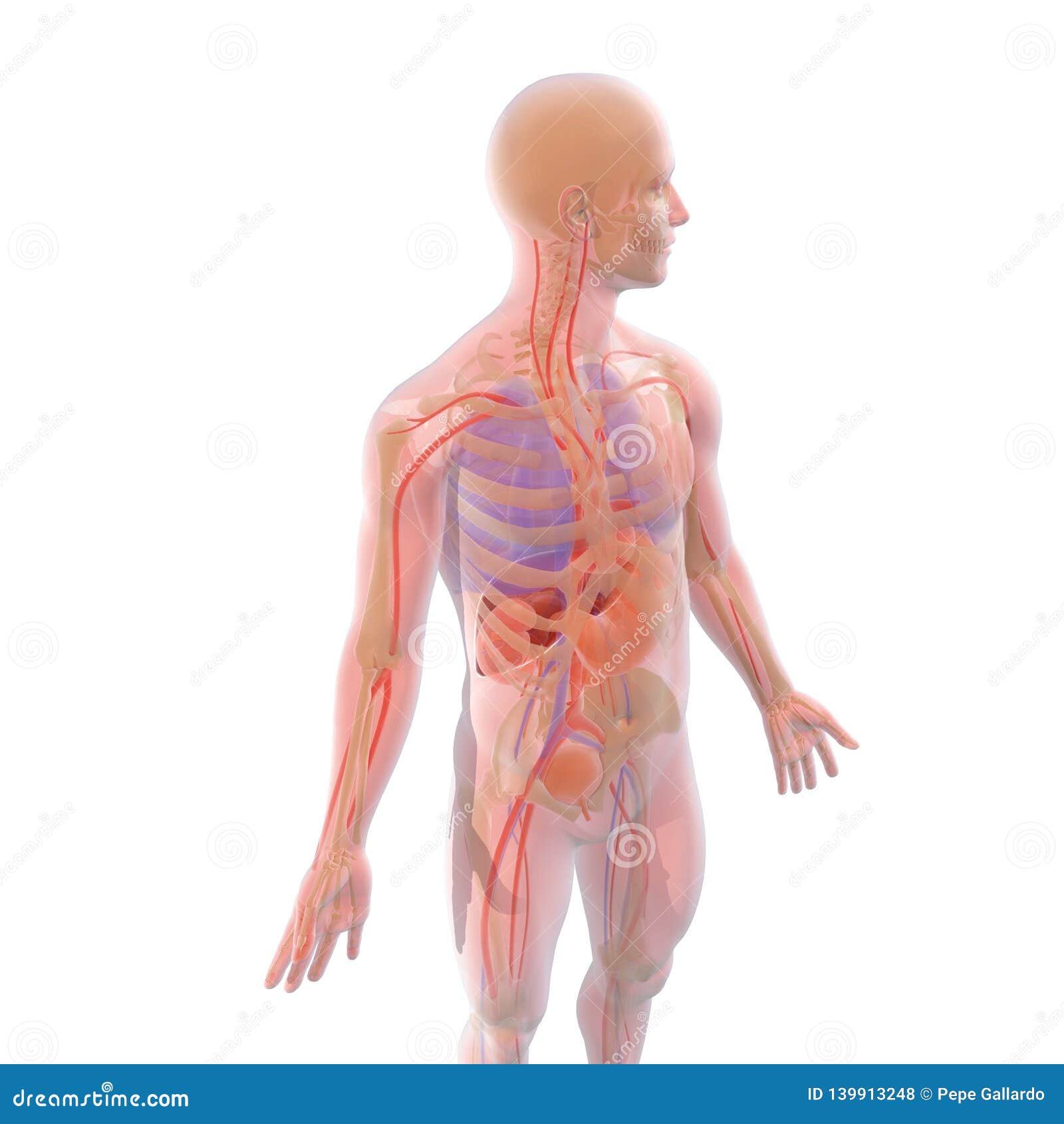 transparent 3d  of human body interior showing organs, with natural colors - ilustraciÃÂ³n