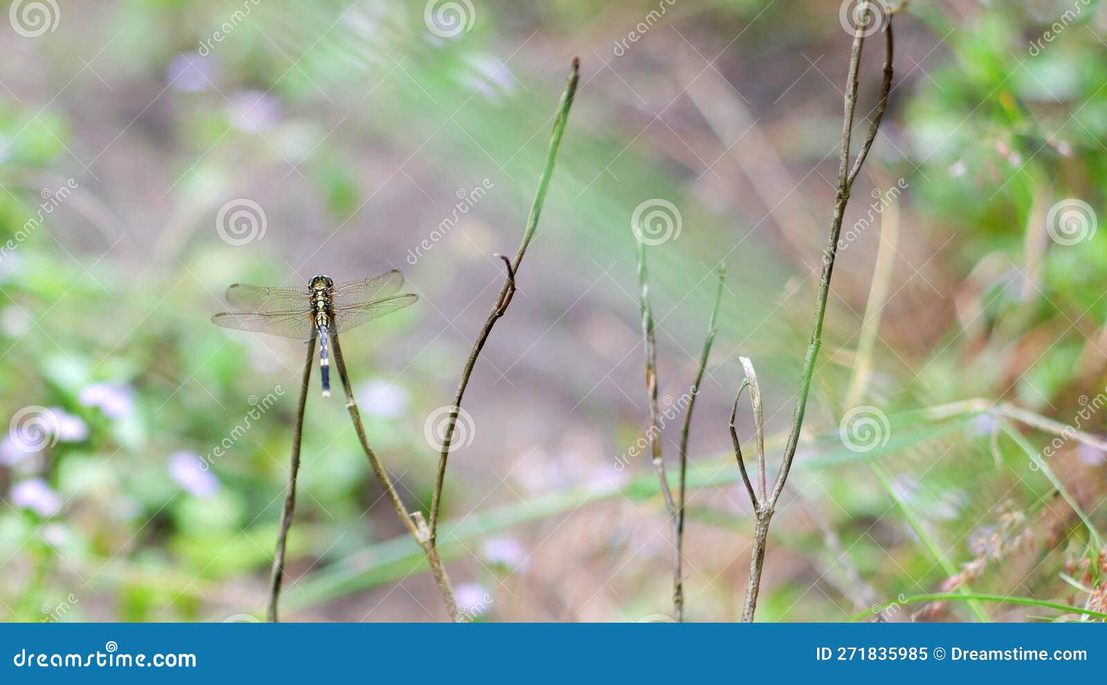 a transparent dragonfly perched on a branch of dry grass