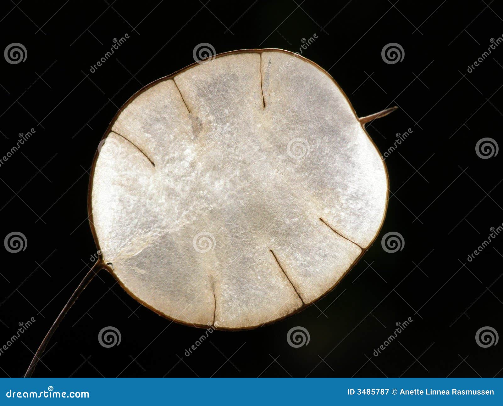 transparent lunaria seed
